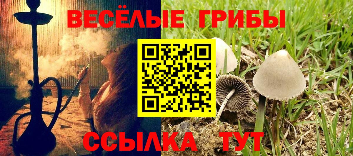 Псилоцибиновые грибы Psilocybine cubensis  Вход с VPN  Камышлов 